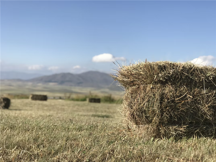 干草飼料進口報關公司.png